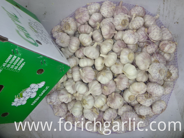 Fresh Garlic Export